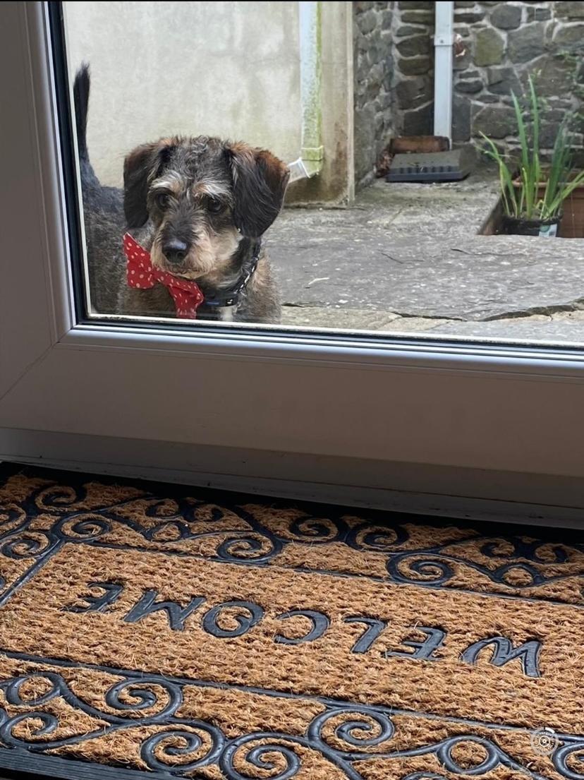 Pippin Lodge Llanwrda Eksteriør billede