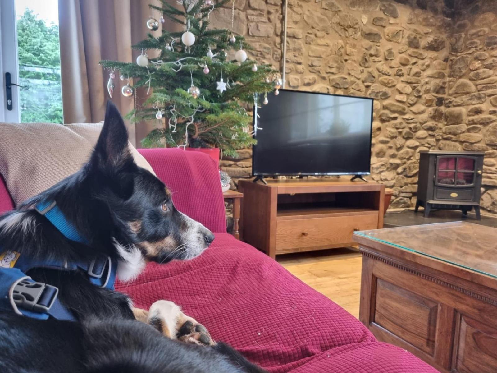 Pippin Lodge Llanwrda Eksteriør billede